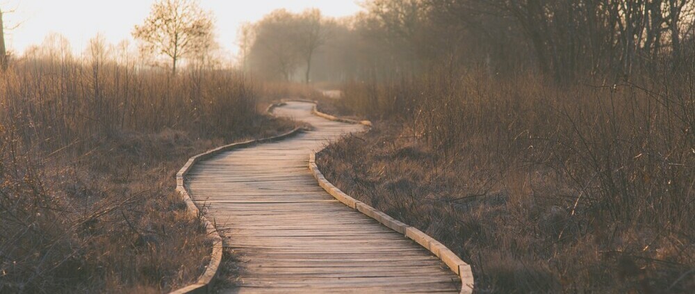 Wooden path through the landscape